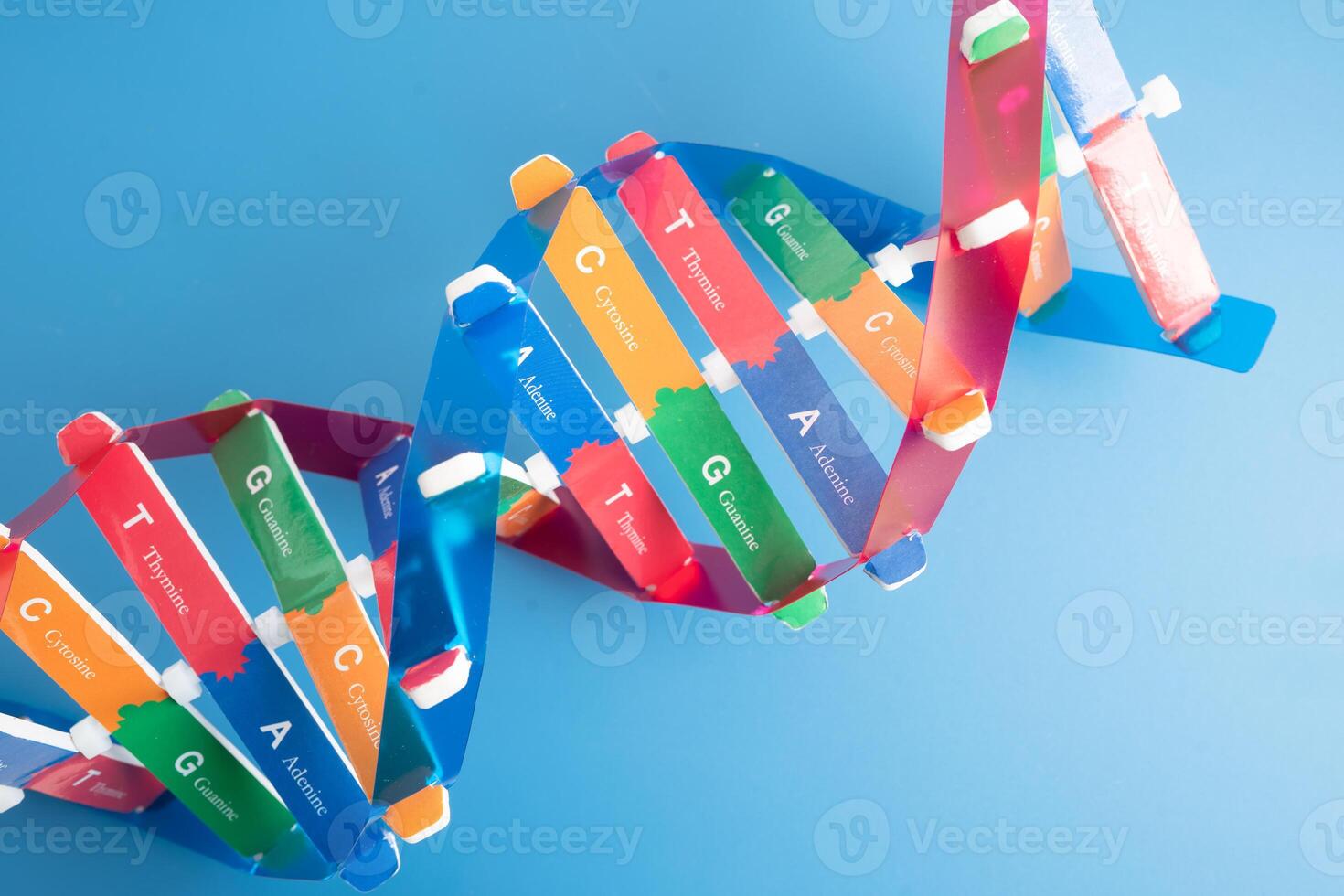 DNA or Deoxyribonucleic acid is a double helix chains structure formed by base pairs attached to a sugar phosphate backbone. photo
