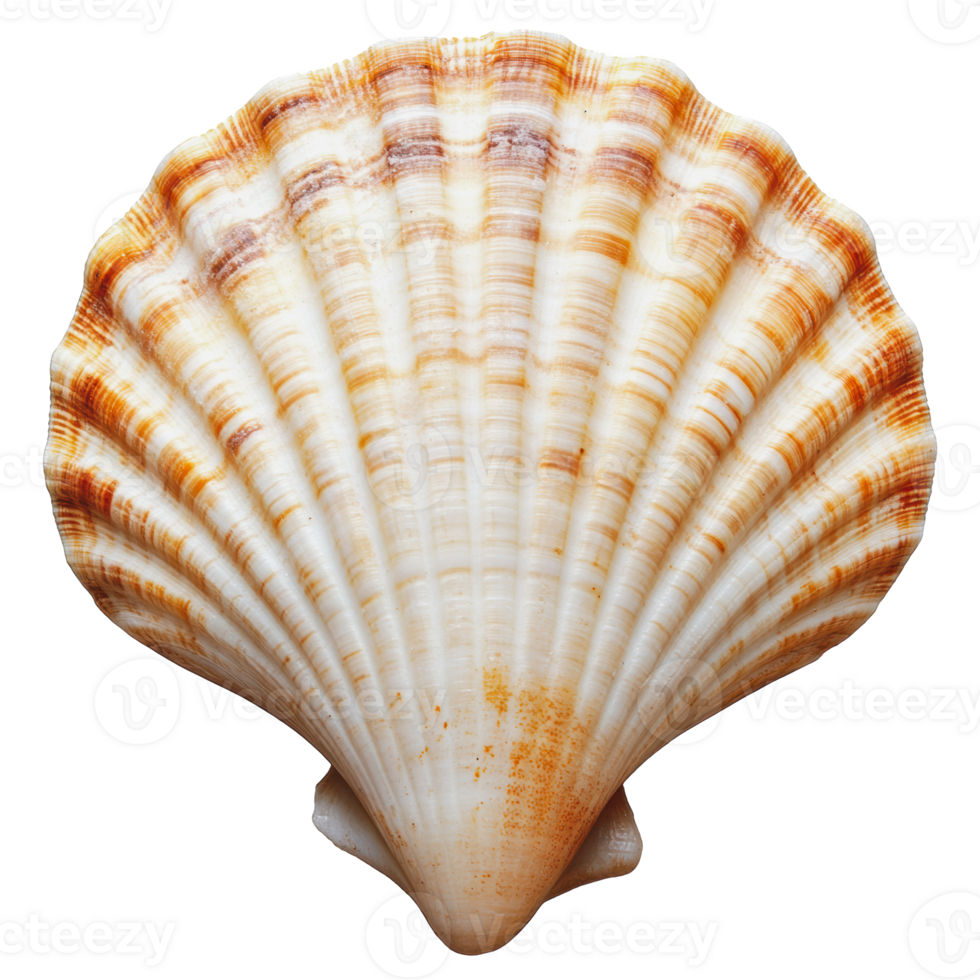 Scallop shell displaying intricate patterns and a warm color palette found on a sandy beach png