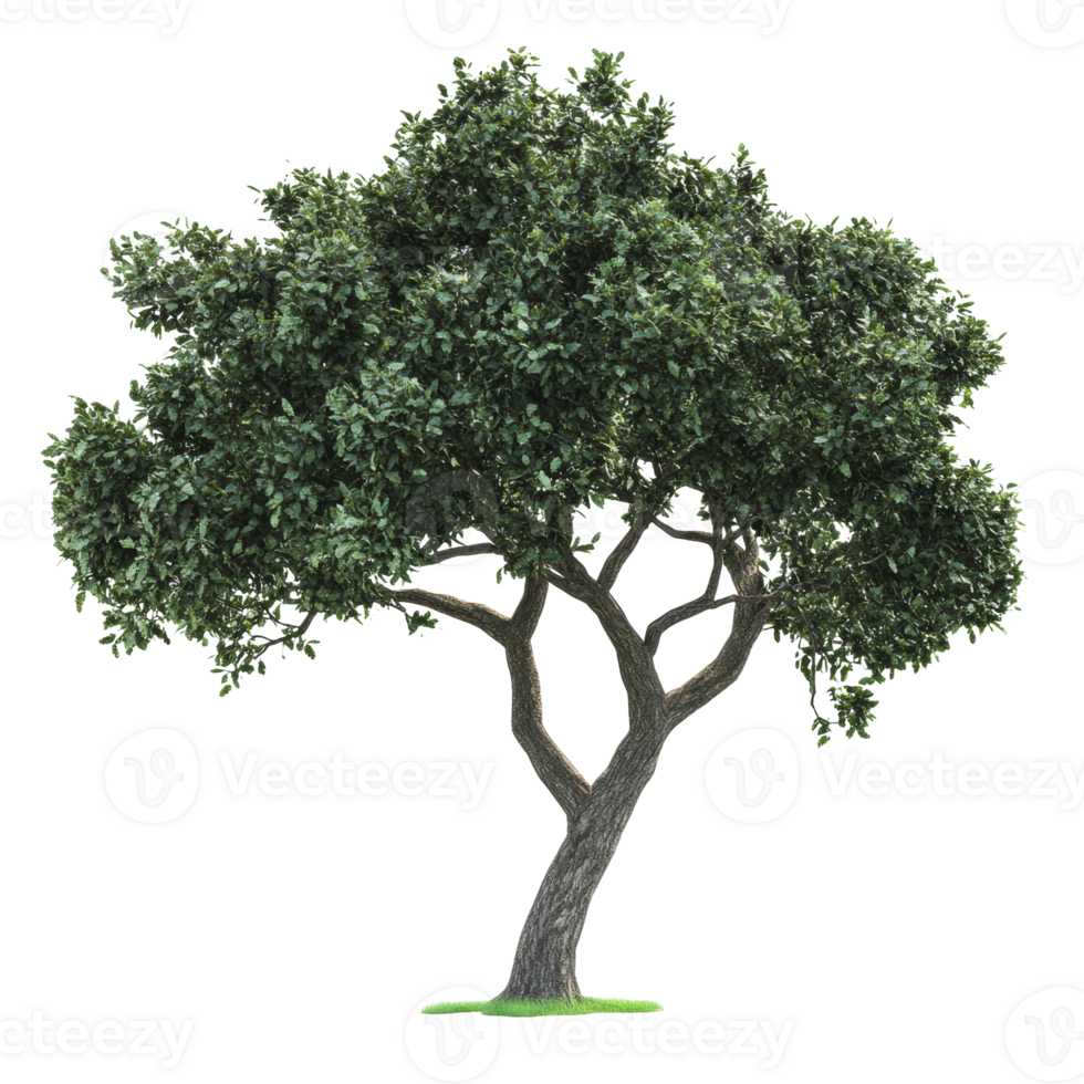 A lush green tree with a thick trunk and sprawling branches thriving in a bright, open space png