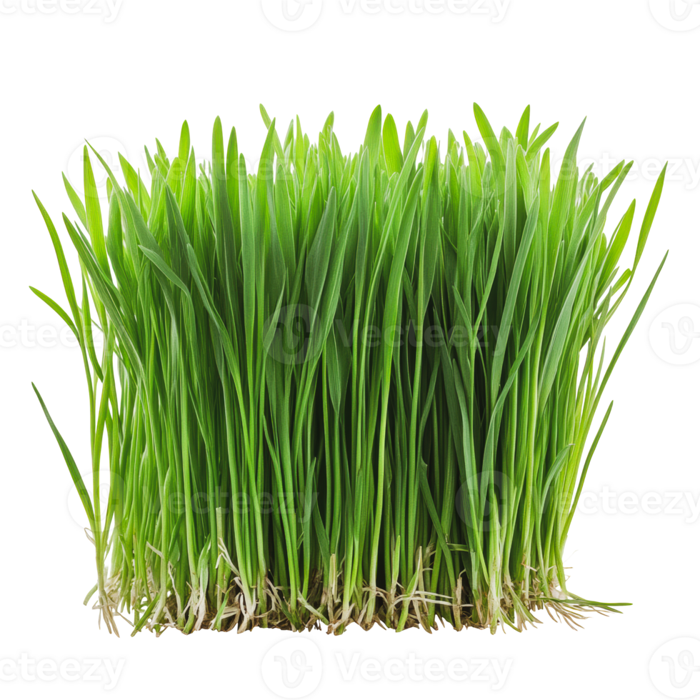 Fresh green grass growing in a well-nourished patch under soft daylight png