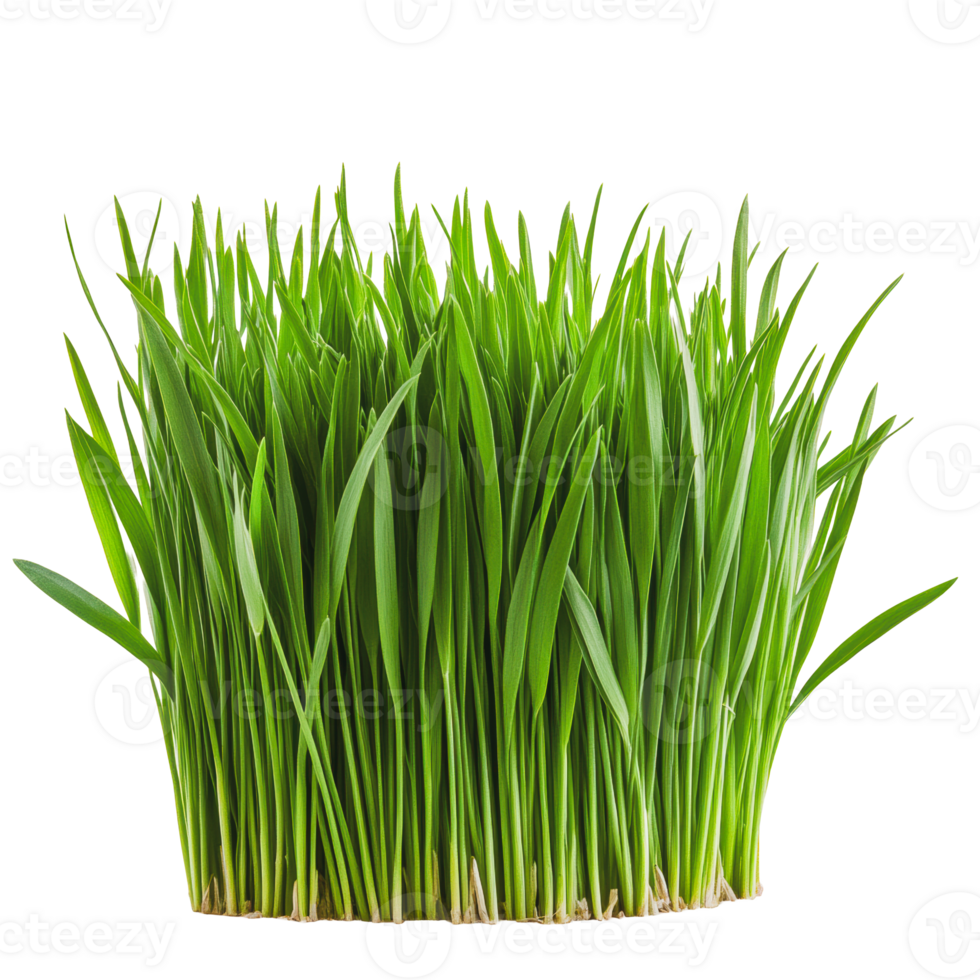 Fresh green grass growing in a healthy patch indoors during daytime png