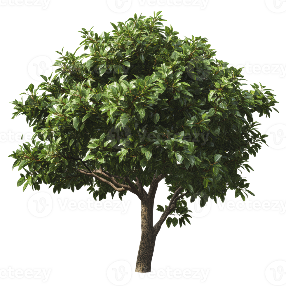 Lush green tree with abundant foliage in a sunny outdoor setting png