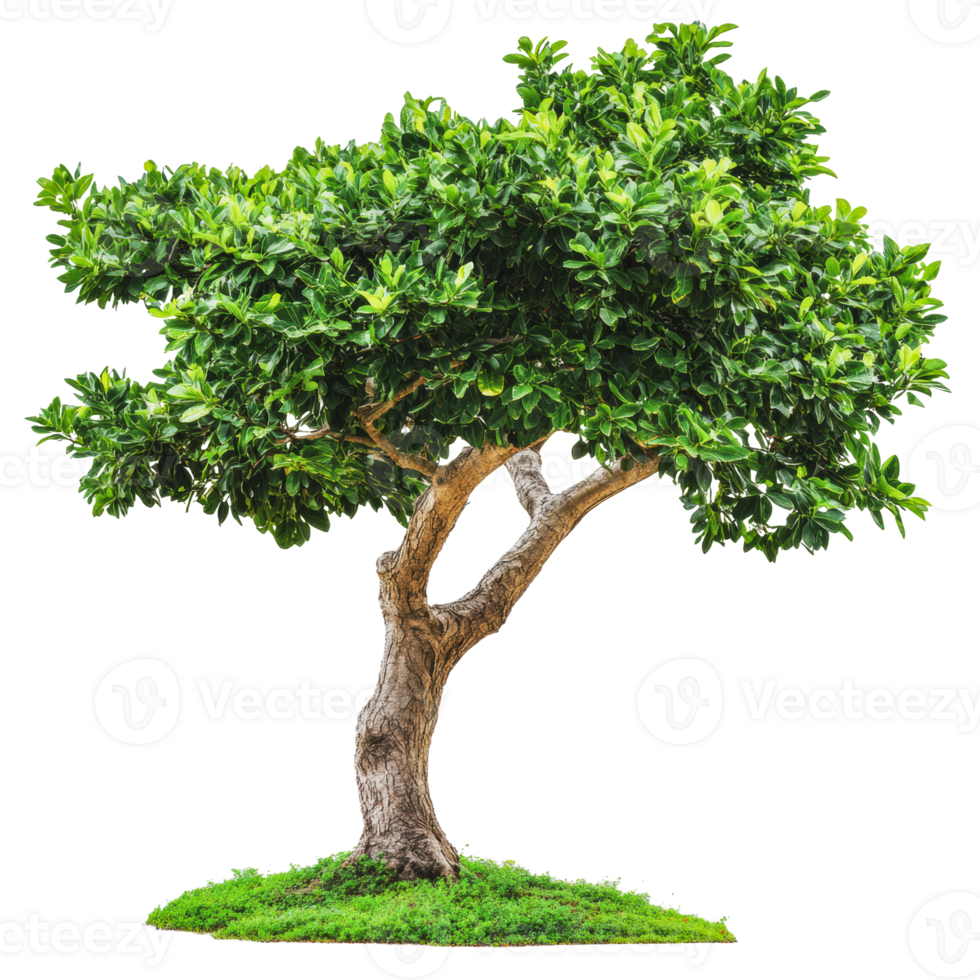 Lush green tree with a sturdy trunk and thick foliage on grassy ground png