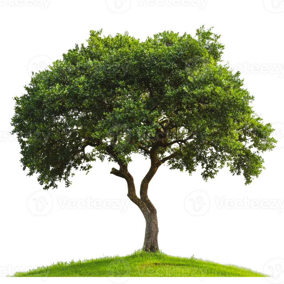 Majestic tree standing on a grassy hill under clear skies png