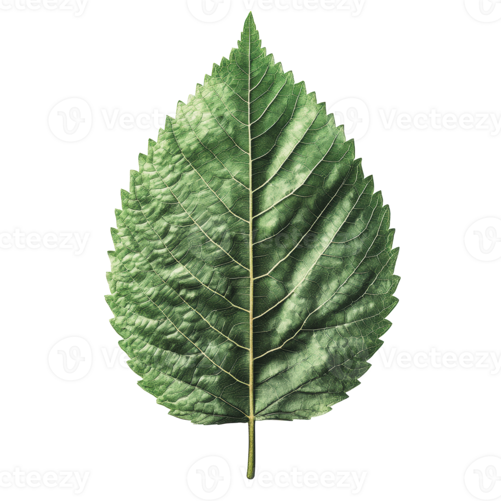 Large green leaf displaying intricate vein patterns and serrated edges, isolated on a clean background png