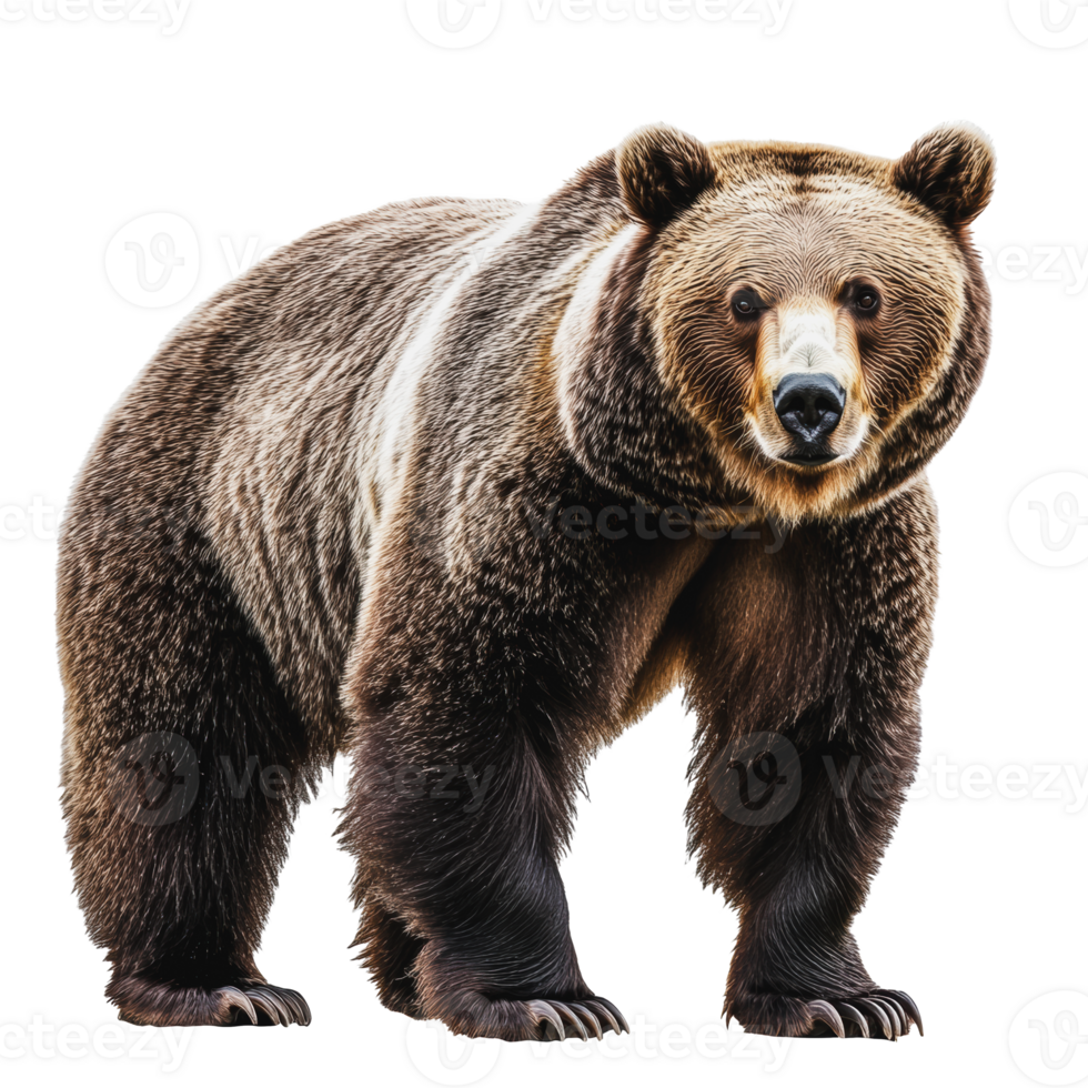 A brown bear standing confidently in a natural pose, showcasing its powerful physique against a plain background png