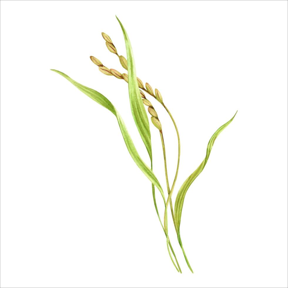 Rice grains, plant and leaves composition. Natural clip art of a rice crop. Hand drawn watercolor illustration isolated from the background. For product packaging and groceries pack labels vector