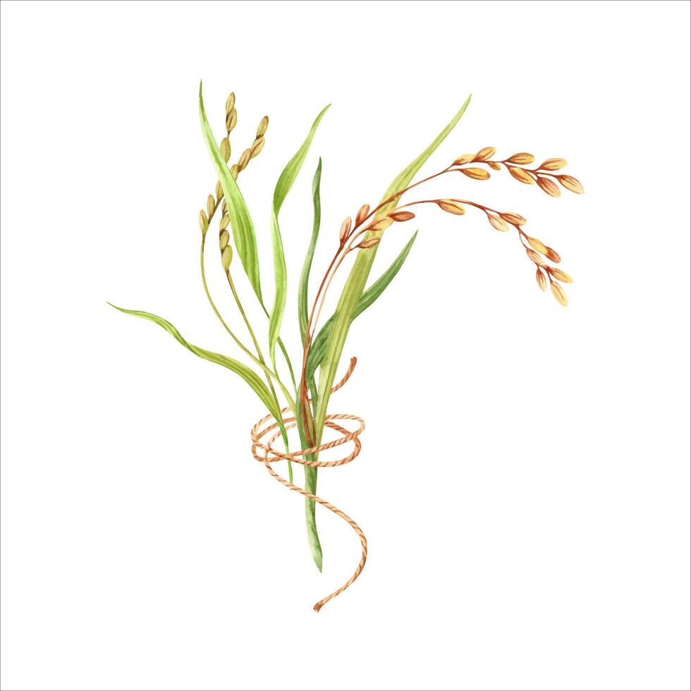 Rice grains, plant and leaves composition. Floral natural clip art of a cereal crop. Hand drawn watercolor illustration isolated from the background. For product packaging and groceries pack labels vector