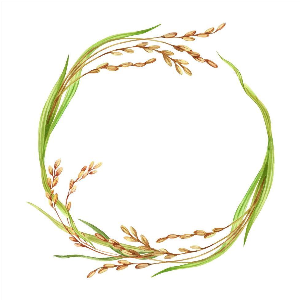 Wreath composition with natural rice plants. Copy space round design with crop stalks, grains and green leaves. Hand drawn watercolor illustration isolated from the background. For your card designs vector