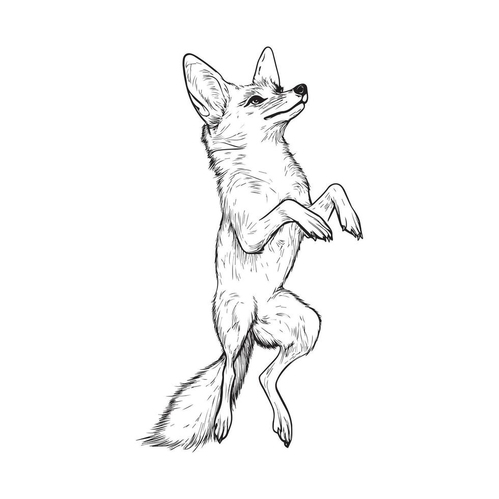Jackal Outline Design, Jackal Clipart, A Jackal two leg up playfully illustration in black and white vector