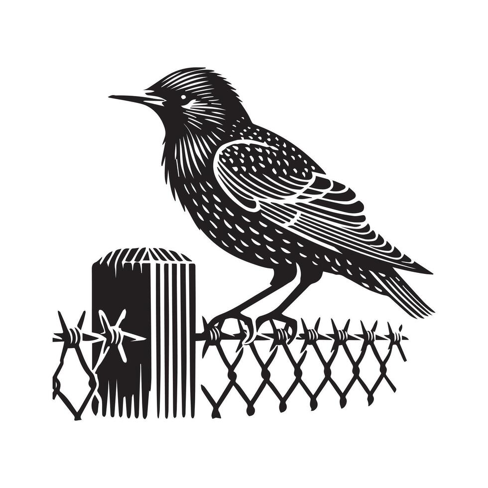 Common Starling Clipart - Starling silhouette -European starling illustration in black and white vector