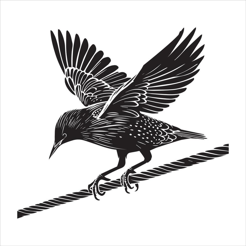 Common Starling Clipart - Starling silhouette -European starling illustration in black and white vector
