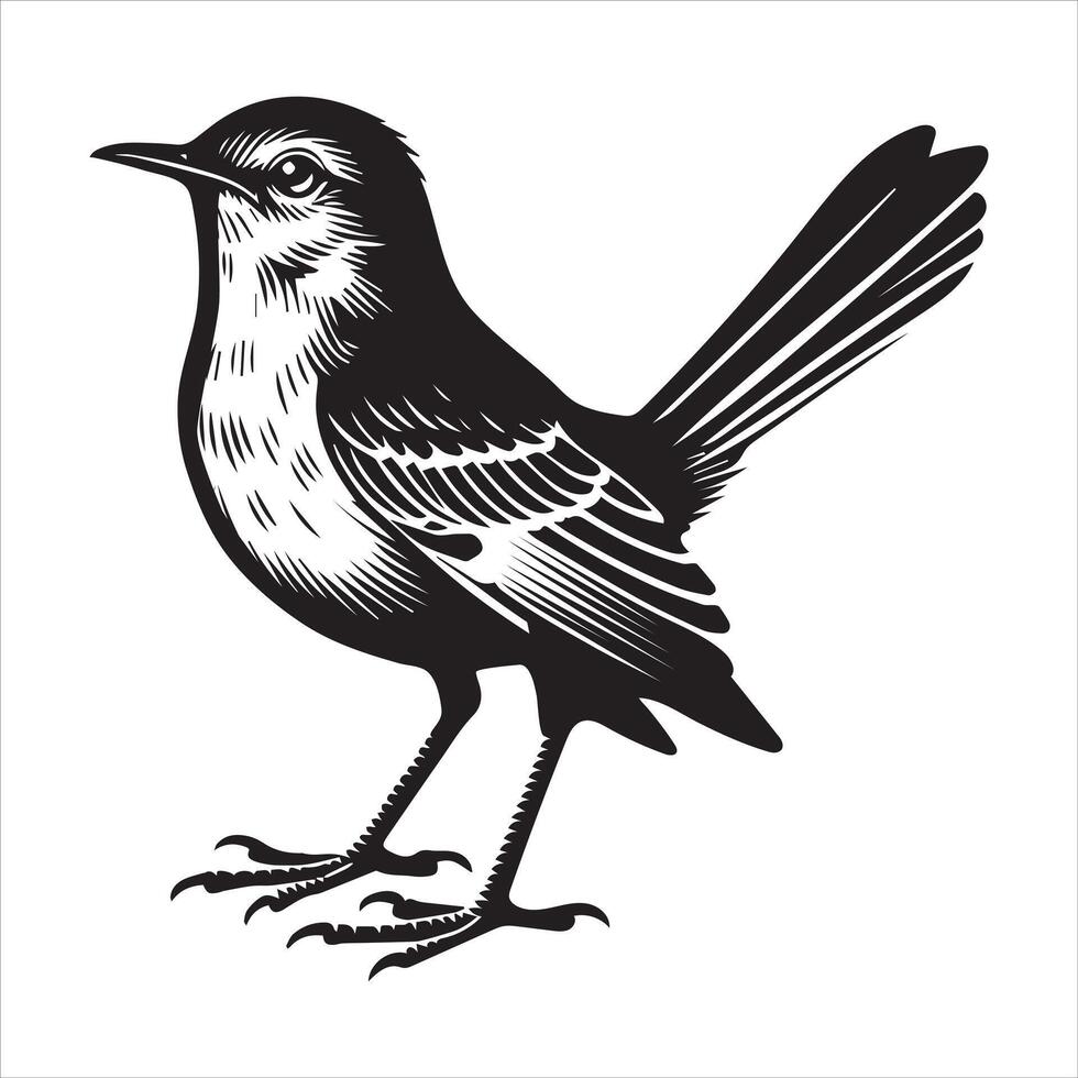 Northern mockingbird Clipart - Northern mockingbird silhouette -Mockingbird illustration in black and white vector