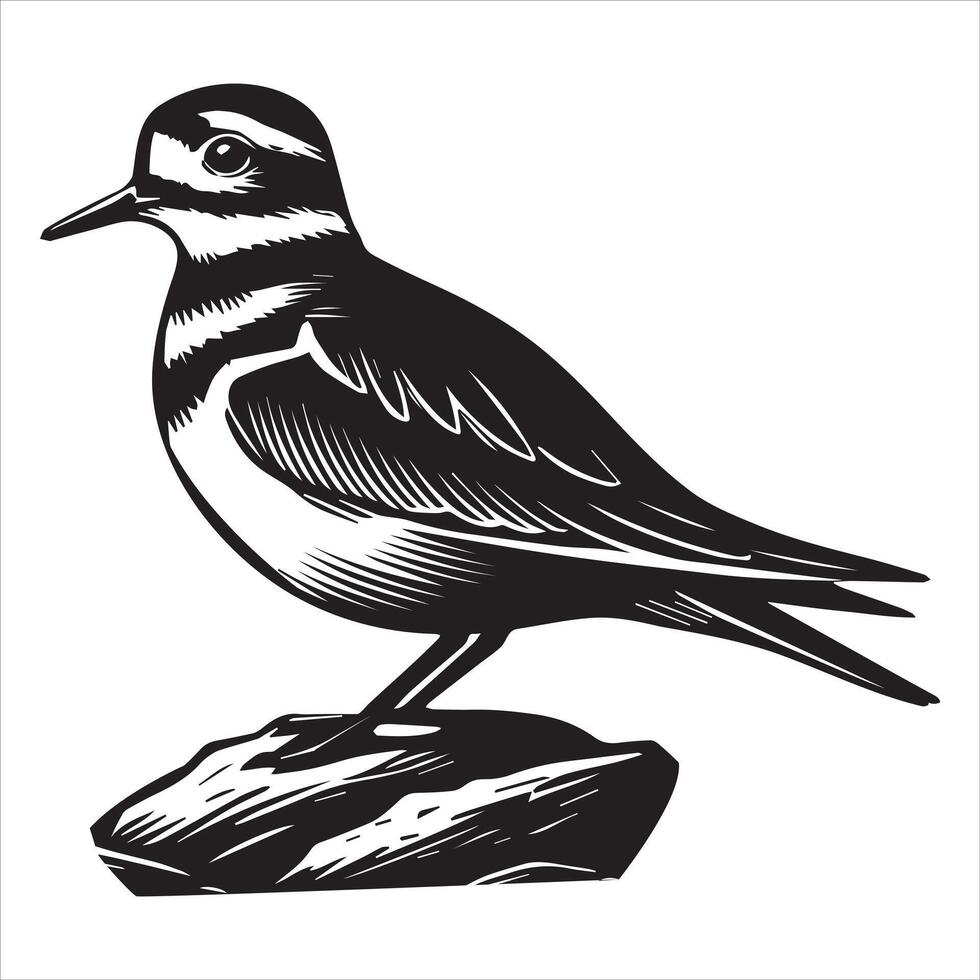 Killdeer Bird Silhouette, Charadrius Vociferus Clipart, Killdeer resting illustration in black and white vector