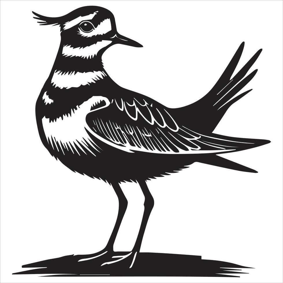 Killdeer Bird Silhouette, Charadrius Vociferus Clipart, Killdeer in an alert posture illustration in black and white vector