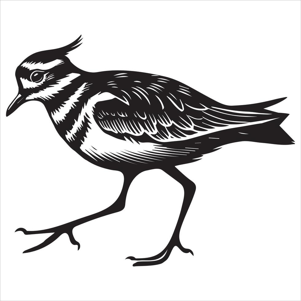 Killdeer Bird Silhouette, Charadrius Vociferus Clipart, Killdeer walking illustration in black and white vector
