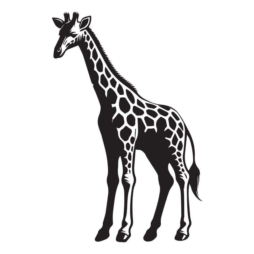 Giraffe Outline Design, Giraffa Clipart, A Gentle Giant Pose Giraffe Illustration black and white vector
