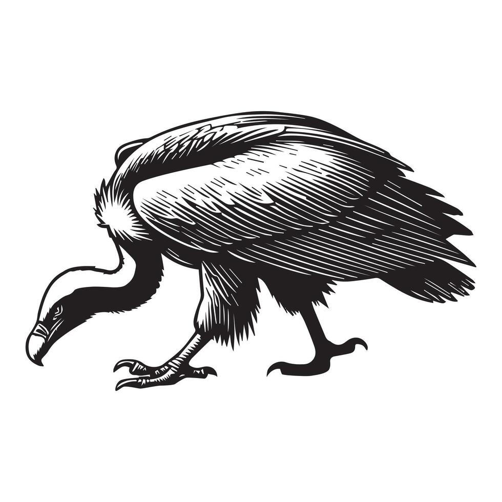 Vulture silhouette, Vulture Bird clipart, A Vulture searching for food on the ground illustration vector