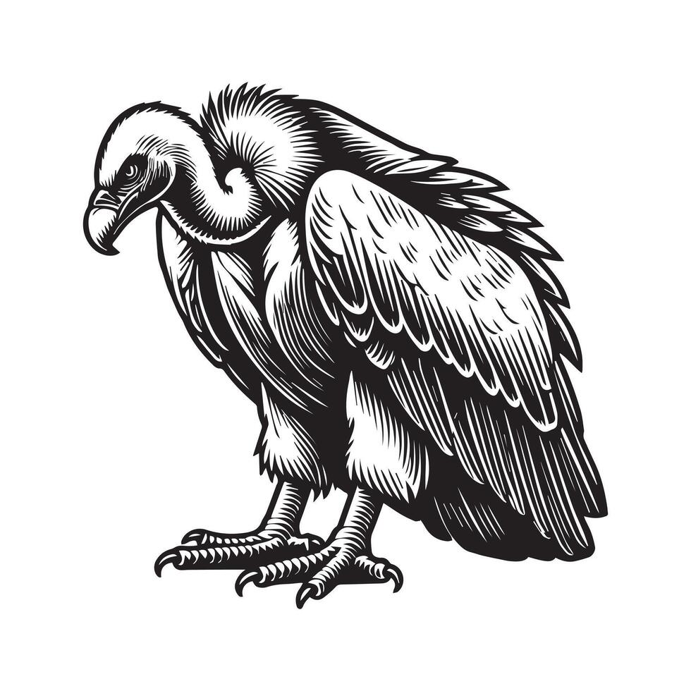 Vulture silhouette, Vulture Bird clipart, A vulture with its head tilted illustration vector