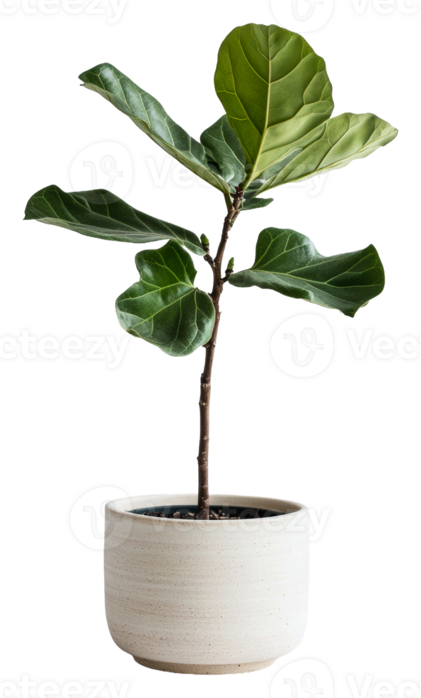 Small fiddle leaf fig plant in a light pot, cut out - stock . png