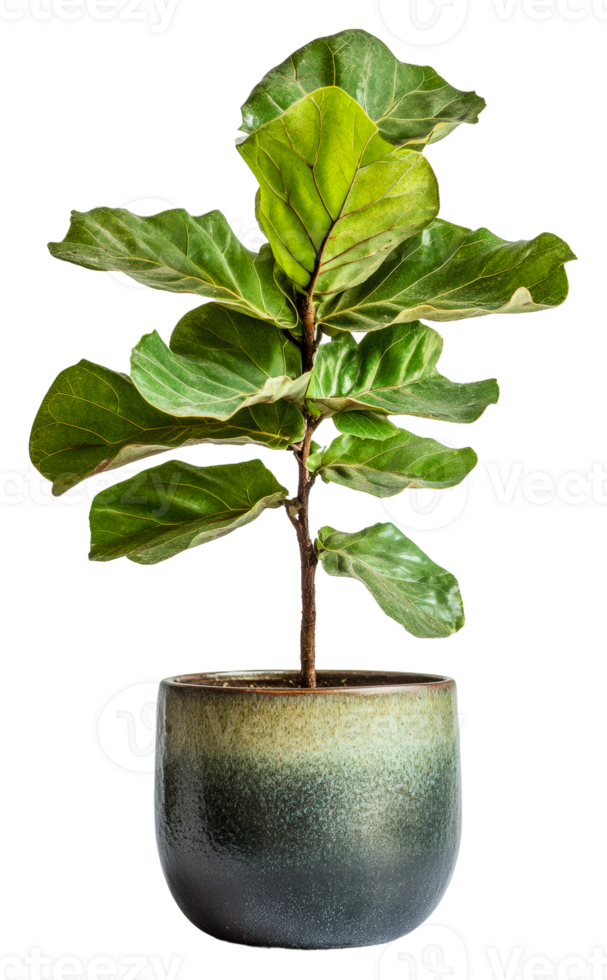 Fiddle leaf fig plant in a modern pot, cut out - stock . png