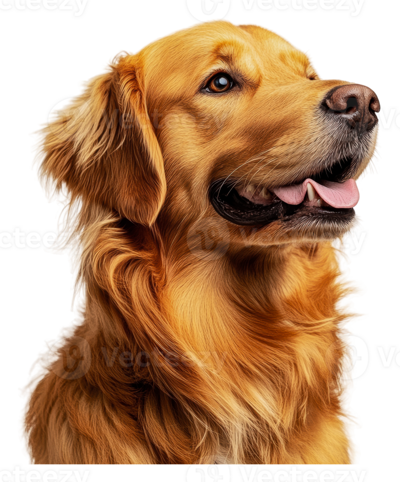 Golden retriever in profile, looking cheerful, cut out - stock . png