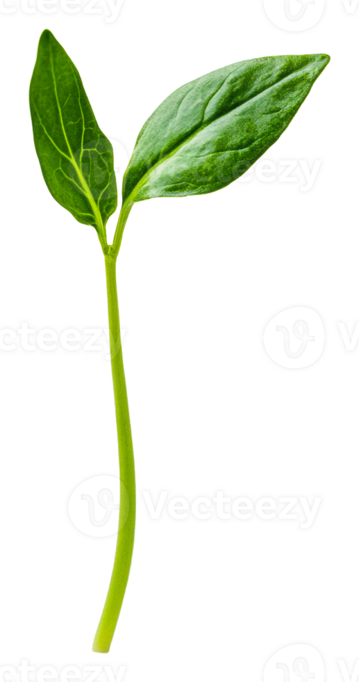 Young spinach plant sprouting indoors, cut out - stock . png