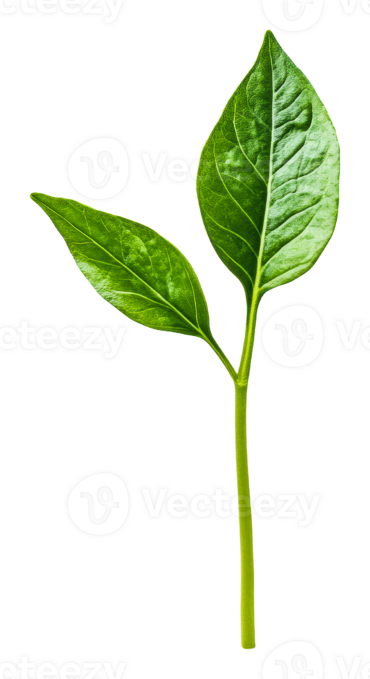 Fresh green leaves on a single stem, cut out - stock . png
