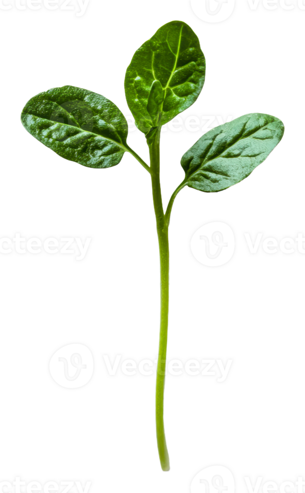 Fresh green spinach leaves on a stem, cut out - stock . png