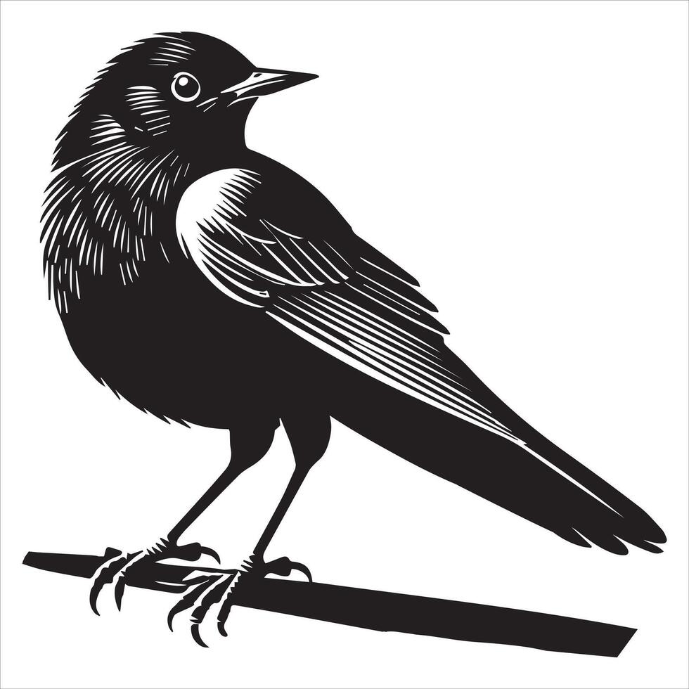 Eurasian blackbird silhouette, Blackbird Clipart, Common blackbird perched illustration in black and white vector