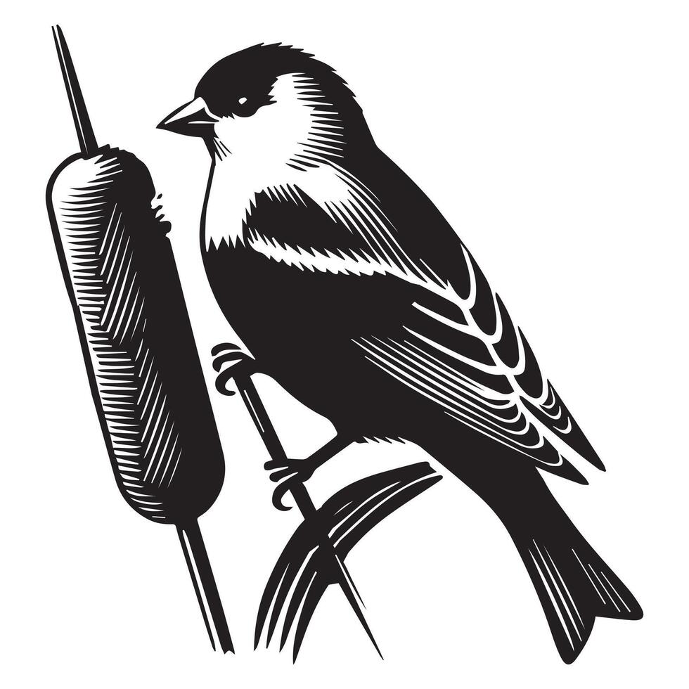 American Goldfinch silhouette, American Goldfinch perched on a cattail illustration in black and white vector