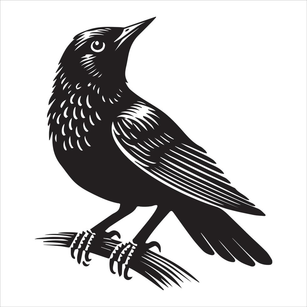 Eurasian blackbird silhouette, Blackbird Clipart, Common blackbird head tilted upwards illustration in black and white vector