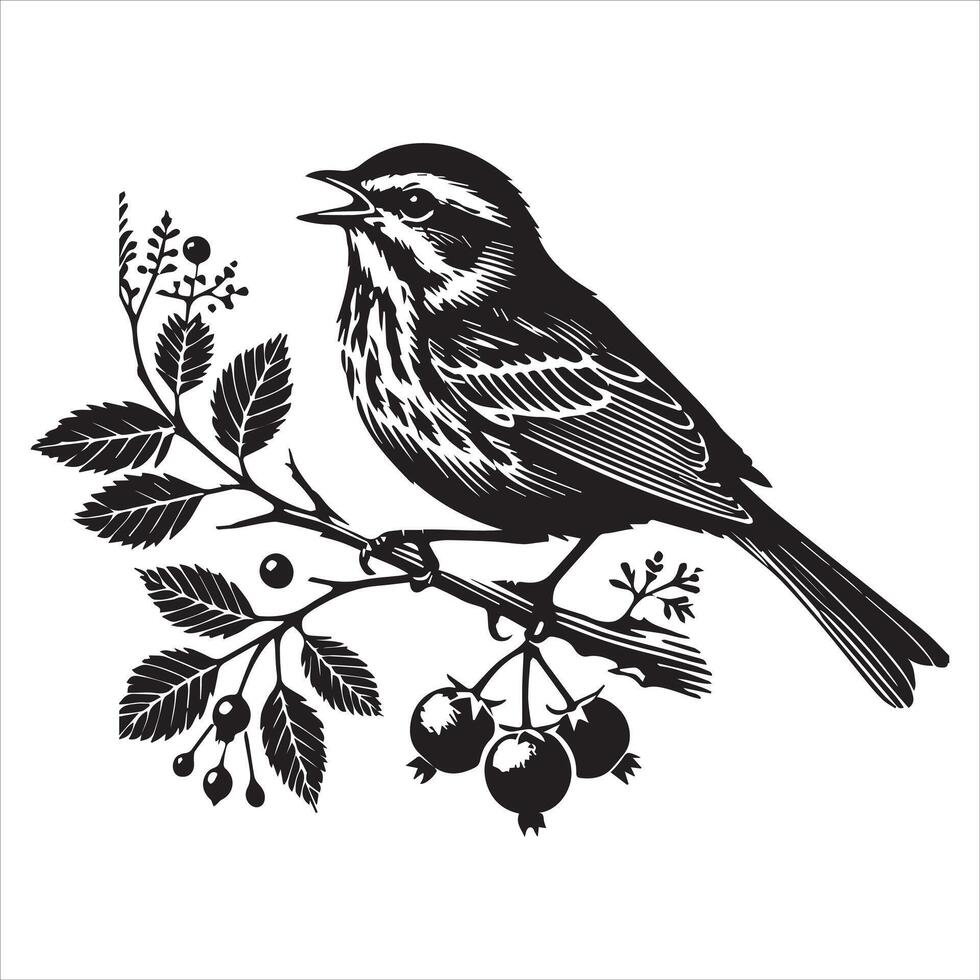 Song sparrow silhouette, Melospiza Melodia Clipart, Song sparrow branch with berries Illustration vector