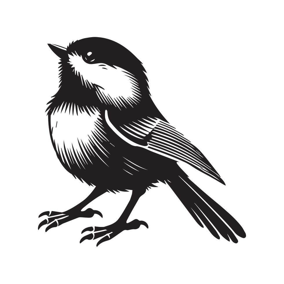Black-capped chickadee Bird Clipart - Black-capped Chickadee Looking up illustration in black and white vector