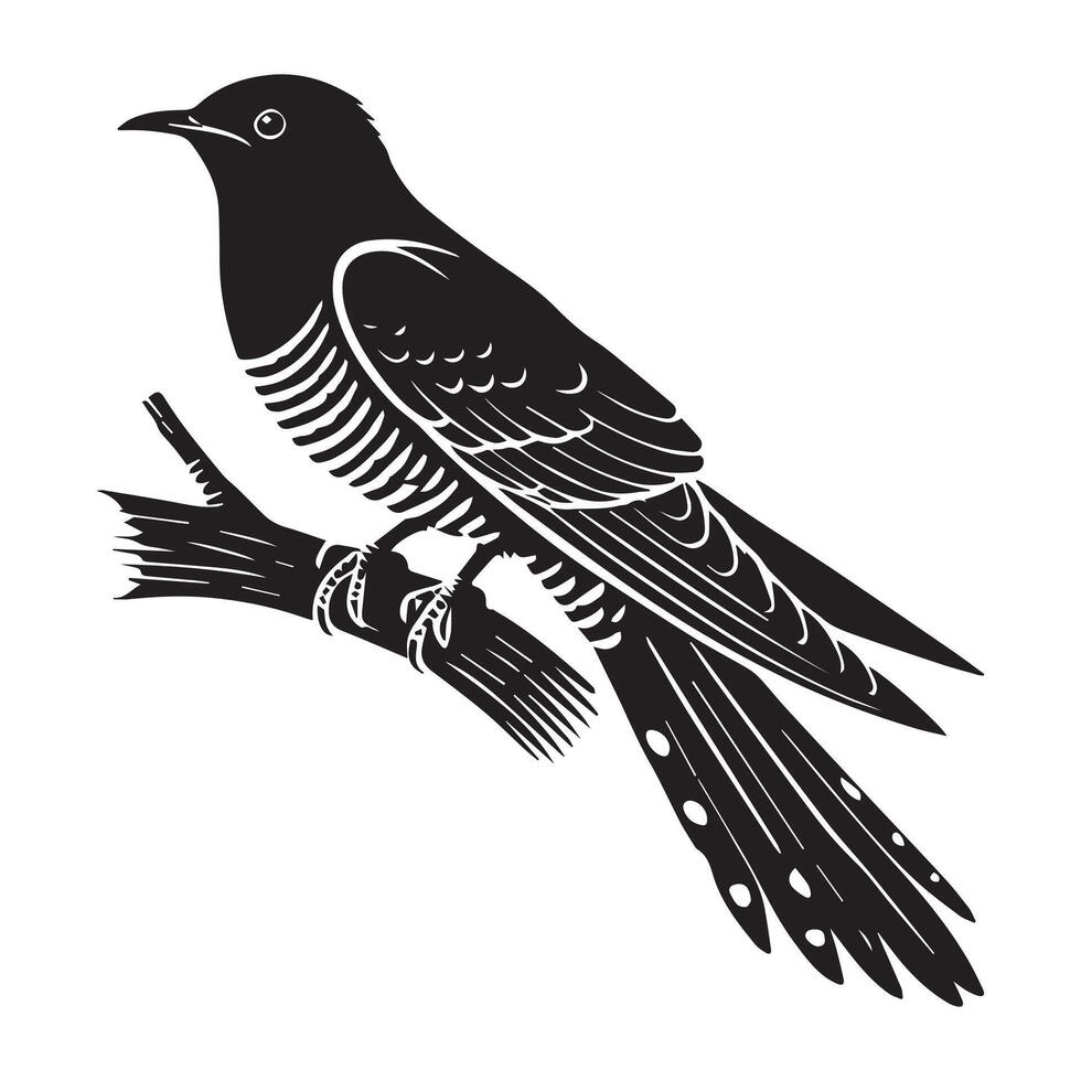 Common Cuckoo silhouette, European Cuckoo Bird Clipart, Common cuckoo tail feathers relaxed Illustration in black and white vector