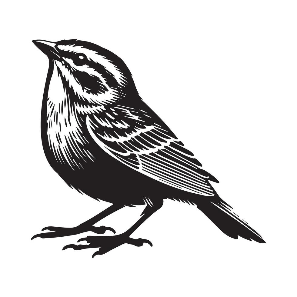 White-throated sparrow silhouette, Sparrow Bird Clipart, White-throated Sparrow looking up illustration in black and white vector