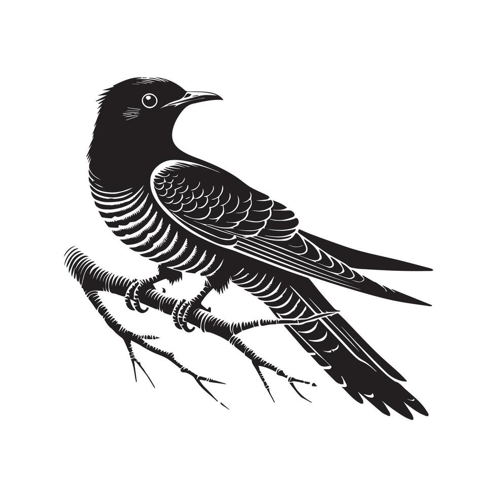 Common Cuckoo silhouette, European Cuckoo Bird Clipart, Common Cuckoo perched delicately Illustration in black and white vector