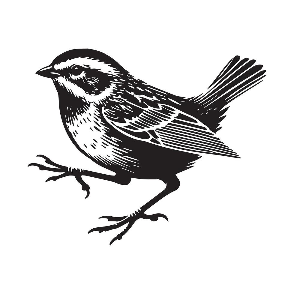 White-throated sparrow silhouette, Sparrow Bird Clipart, White-throated Sparrow hopping one foot raised illustration in black and white vector