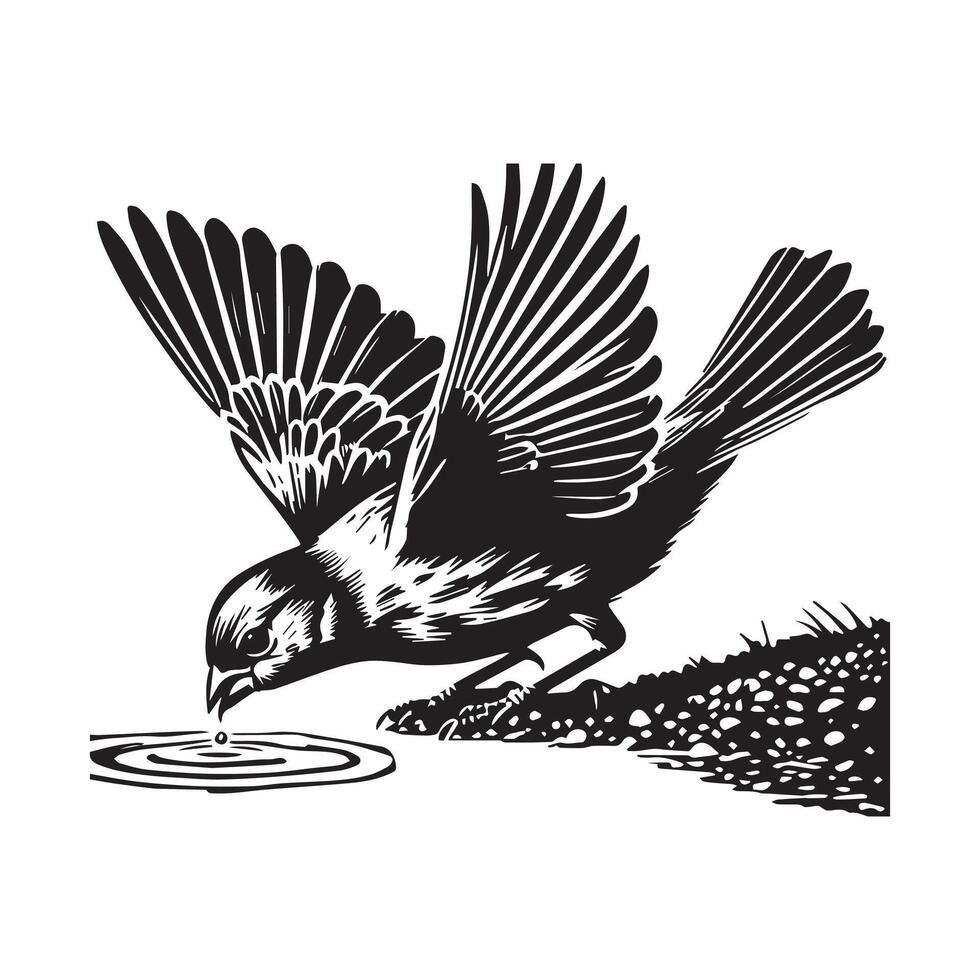 House finch silhouette, Bird Clipart, House Finch drinking water illustration in black and white vector