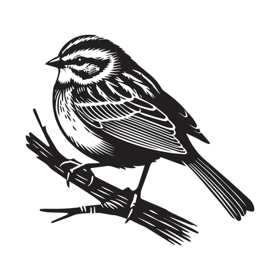 White-throated sparrow silhouette, Sparrow Bird Clipart, White-throated sparrow on a branch facing left illustration vector
