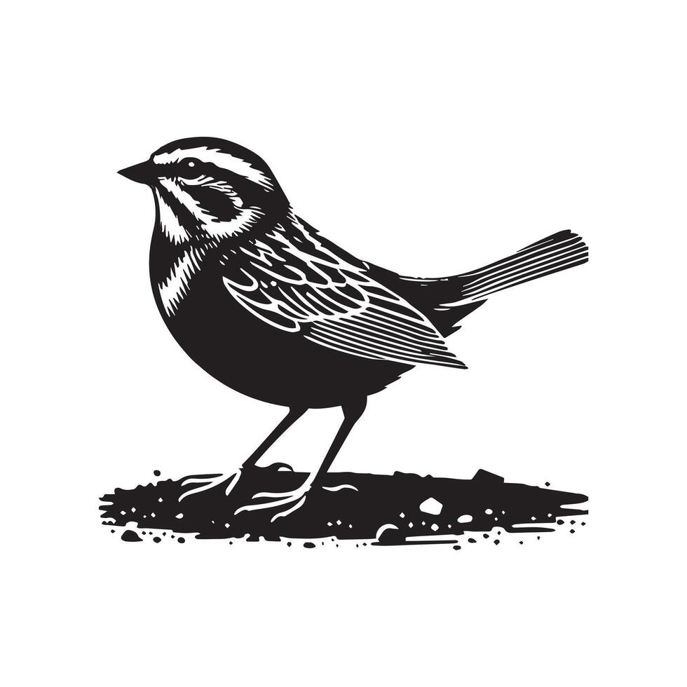 White-throated sparrow silhouette, Sparrow Bird Clipart, White-throated Sparrow standing on the ground facing left illustration vector