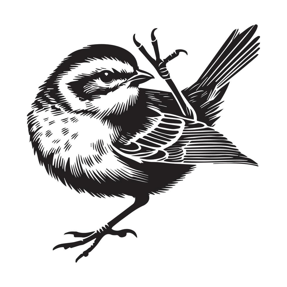 White-throated sparrow silhouette, Sparrow Bird Clipart, White-throated Sparrow scratching head illustration in black and white vector