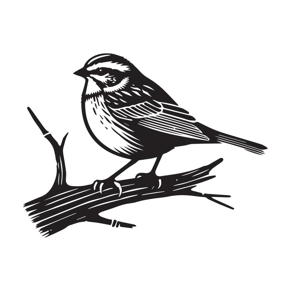 White-throated sparrow silhouette, Sparrow Bird Clipart, White-throated Sparrow branch facing right illustration in black and white vector
