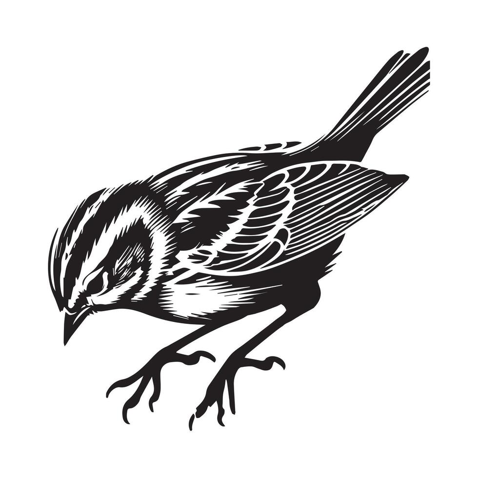 White-throated sparrow silhouette, Sparrow Bird Clipart, White-throated Sparrow looking down illustration in black and white vector