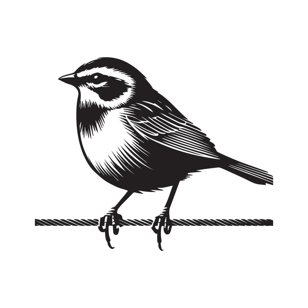 White-throated sparrow silhouette, Sparrow Bird Clipart, White-throated Sparrow perched on wire illustration in black and white vector