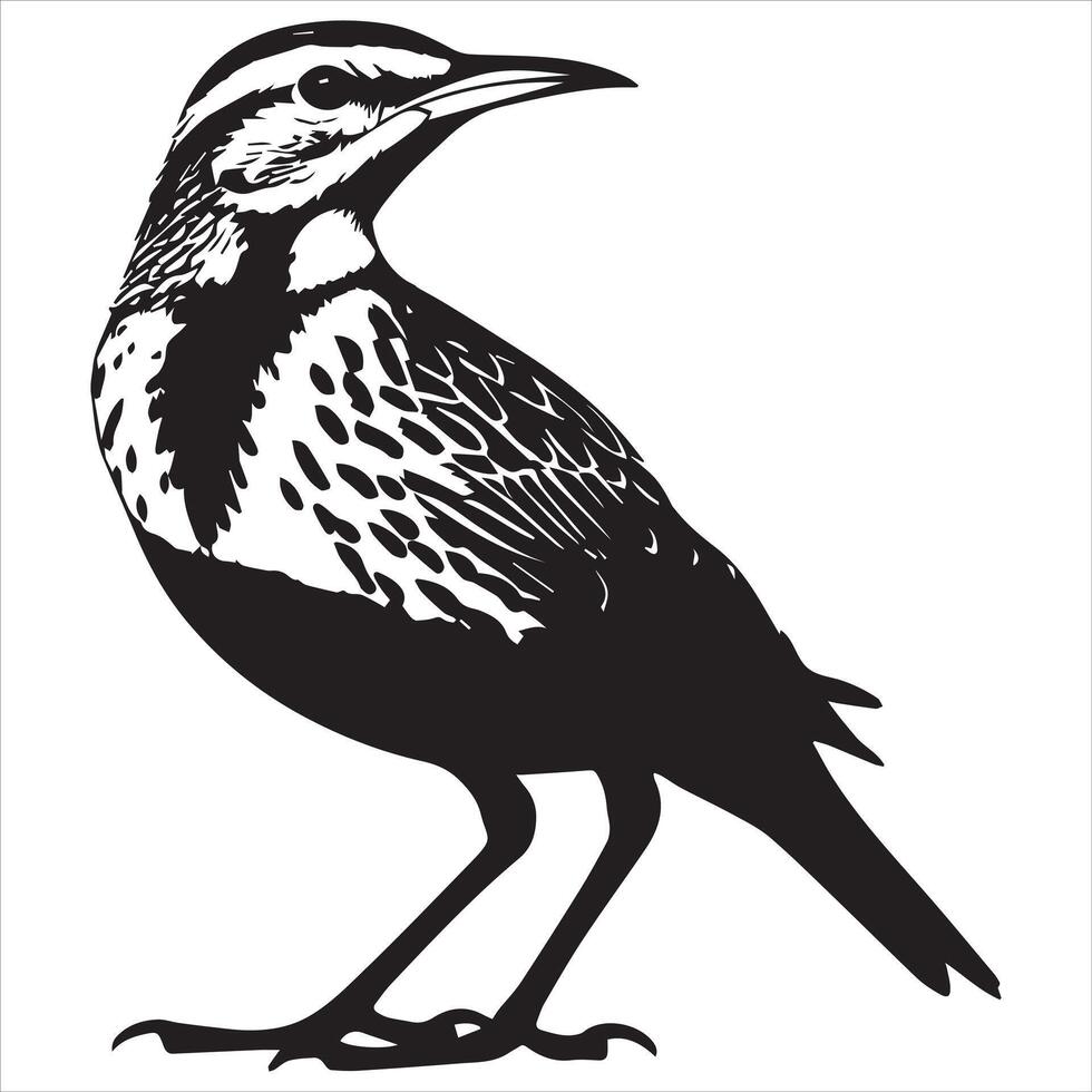 Western meadowlark silhouette, Meadowlark Bird Clipart, Western meadowlark standing upright Illustration vector