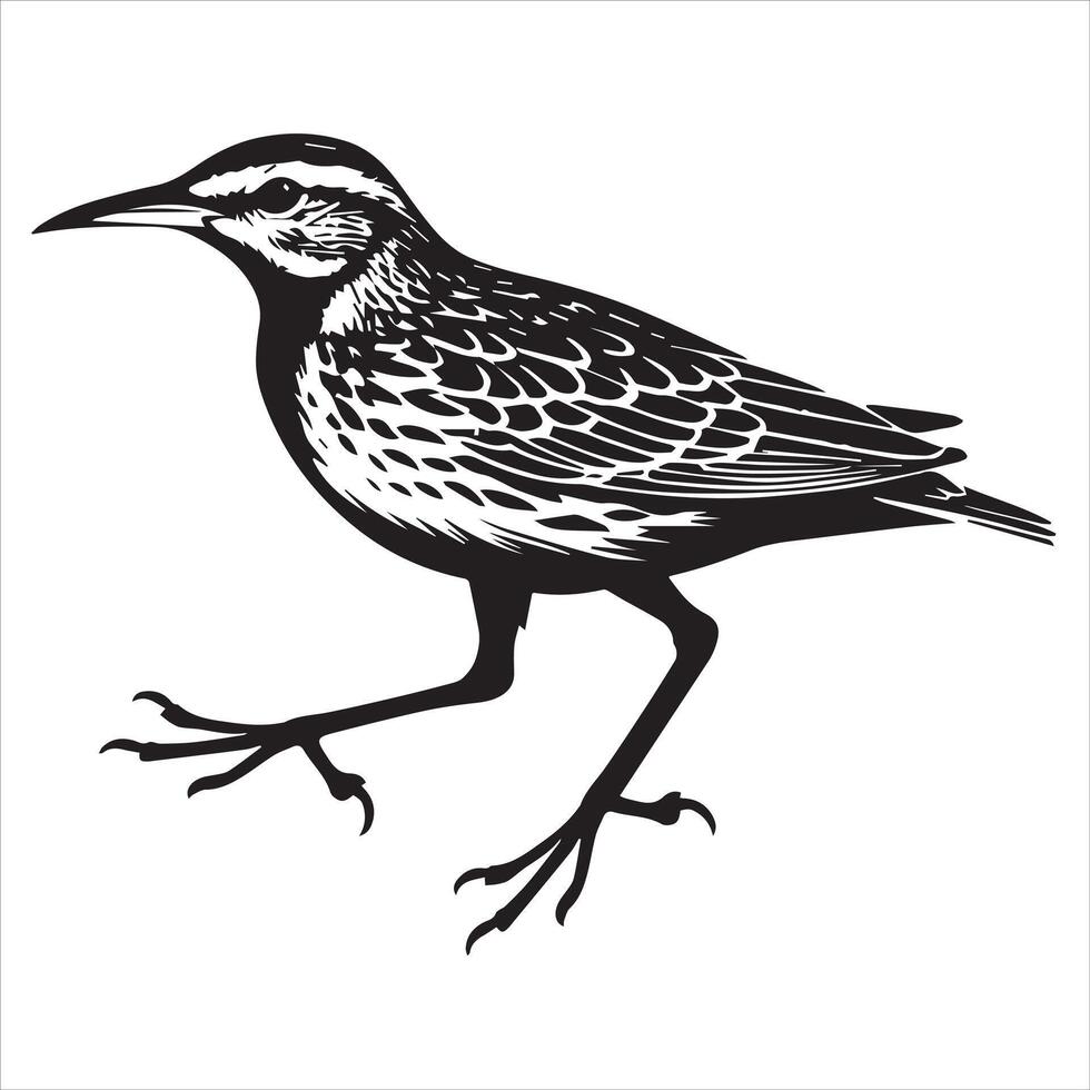 Western meadowlark silhouette, Meadowlark Bird Clipart, Western Meadowlark walking Illustration in black and white vector
