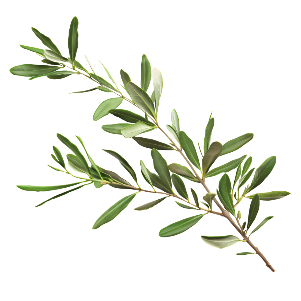 Olive Branch with Leaves Isolated on Transparent Background png