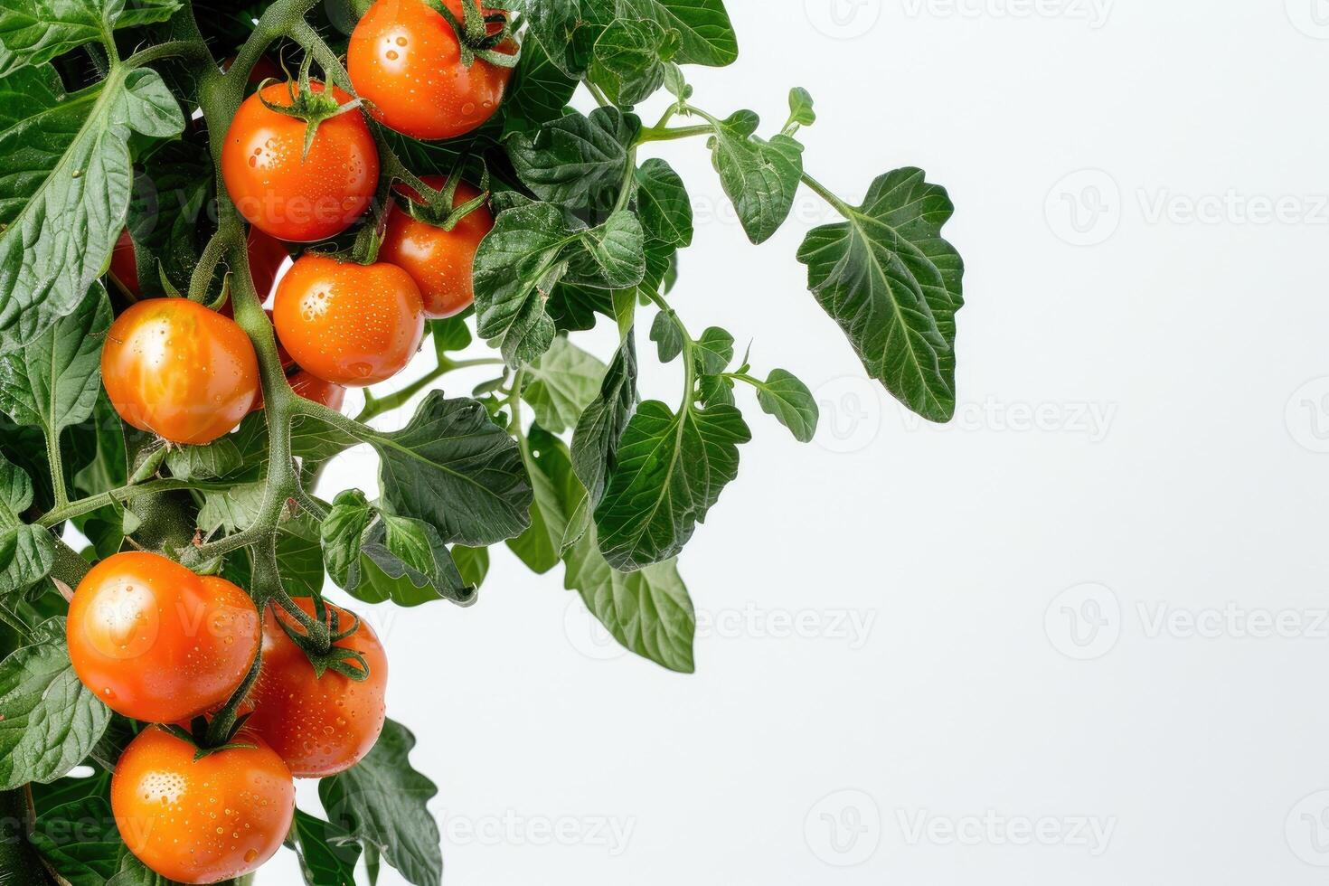 Tomato branch, bright red vegetables and green leaves, isolated on white background, spring mockup, harvesting. photo