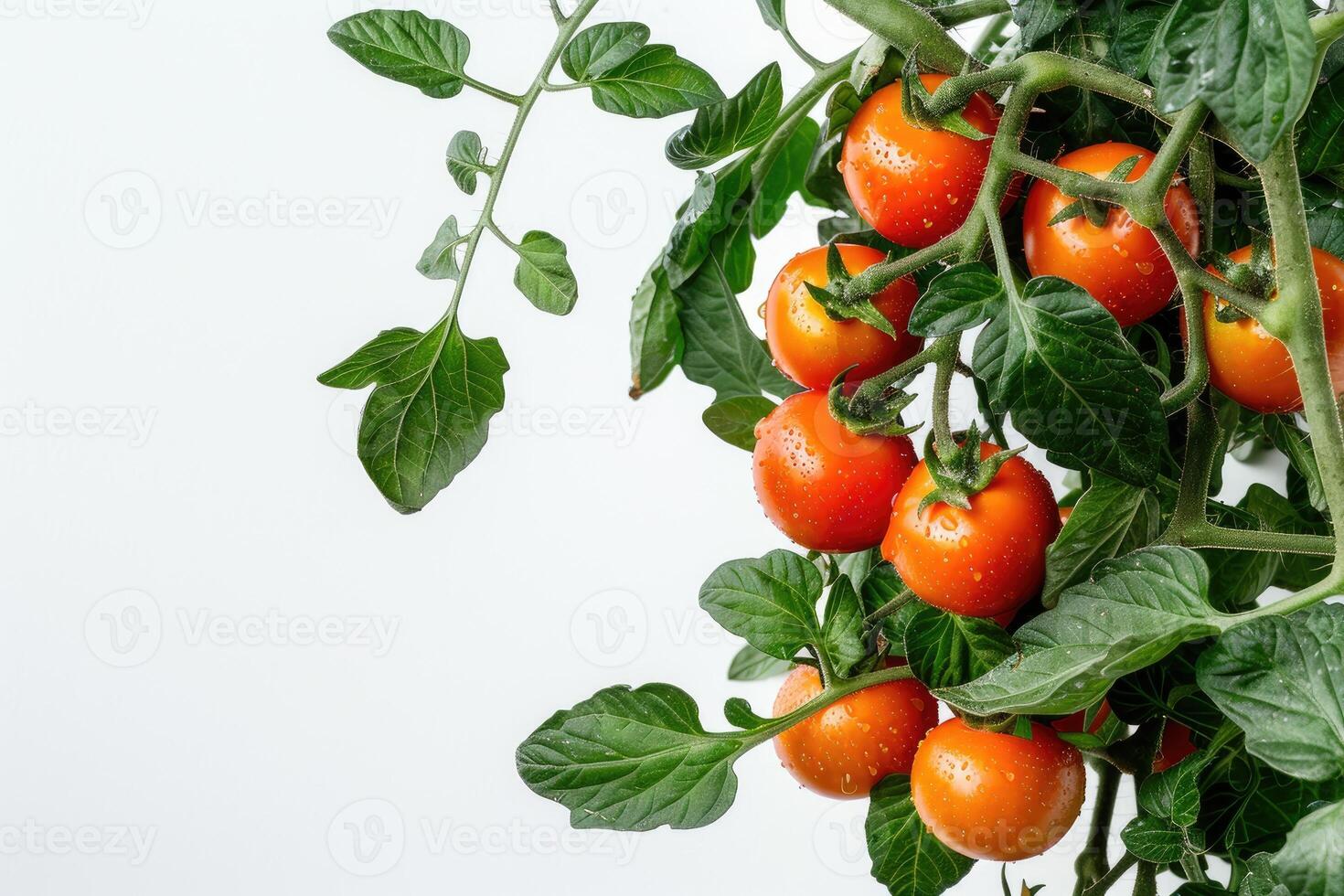Tomato branch, bright red vegetables and green leaves, isolated on white background, spring mockup, harvesting. photo